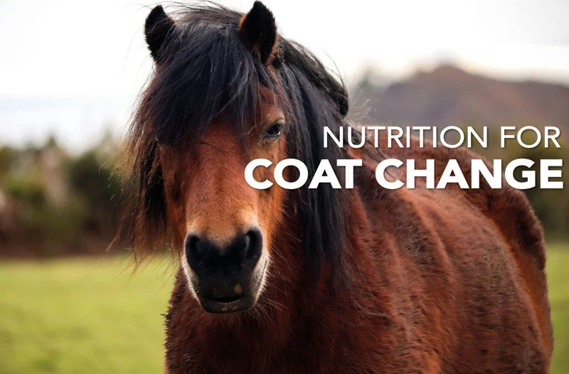 Nutrition for Coat Change - Equine Science Matters™